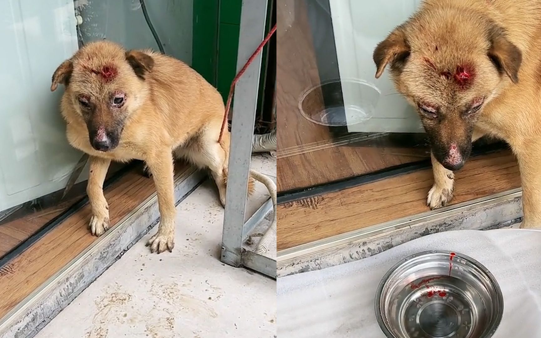 小狗被人用榔头砸破脑袋,遍体鳞伤令路人心疼不已,结局令人暖心