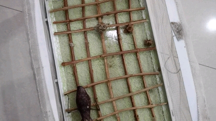 塔摩螳vs巨拟叶螽