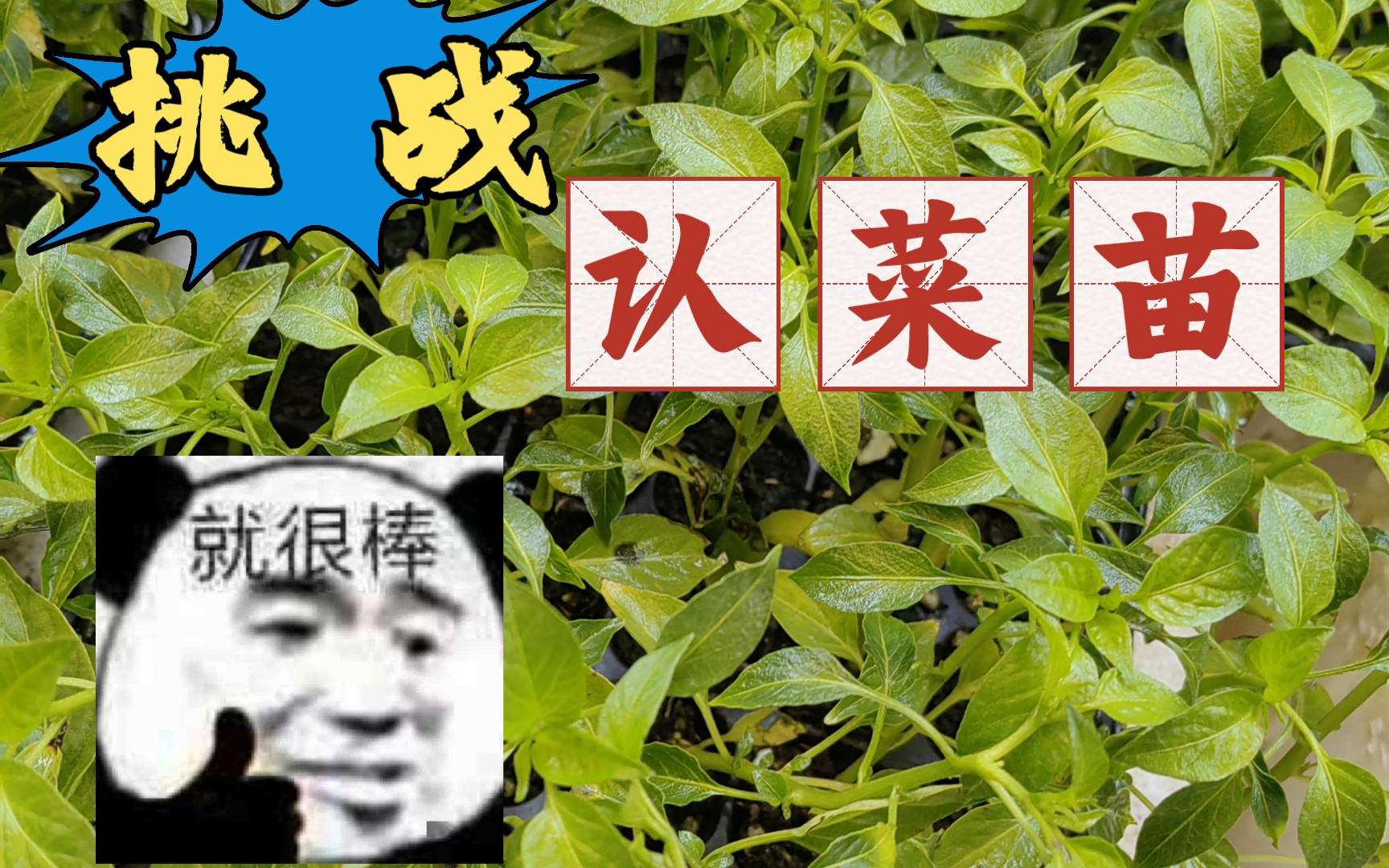 挑战认蔬菜苗!我不信当代年轻人能认识超过三种!!!哔哩哔哩bilibili