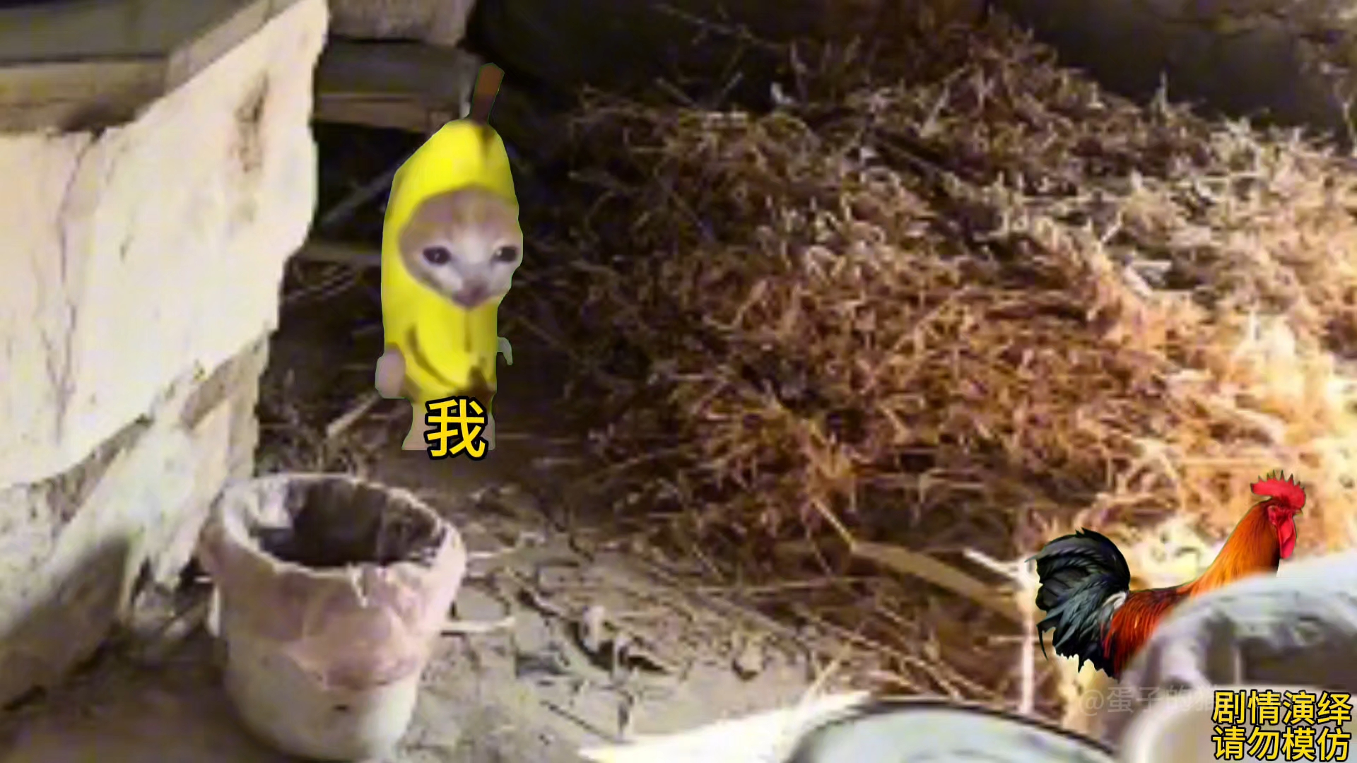 吃啥补啥(与流浪狗斗智斗勇69)-蛋子的猫meme-蛋子的猫meme-哔哩哔哩视频