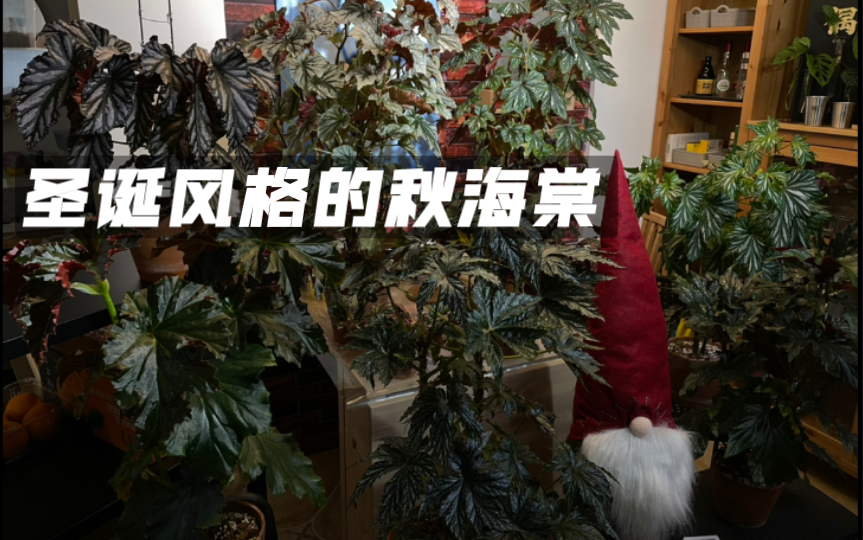 [图]圣诞风格的植物秋海棠