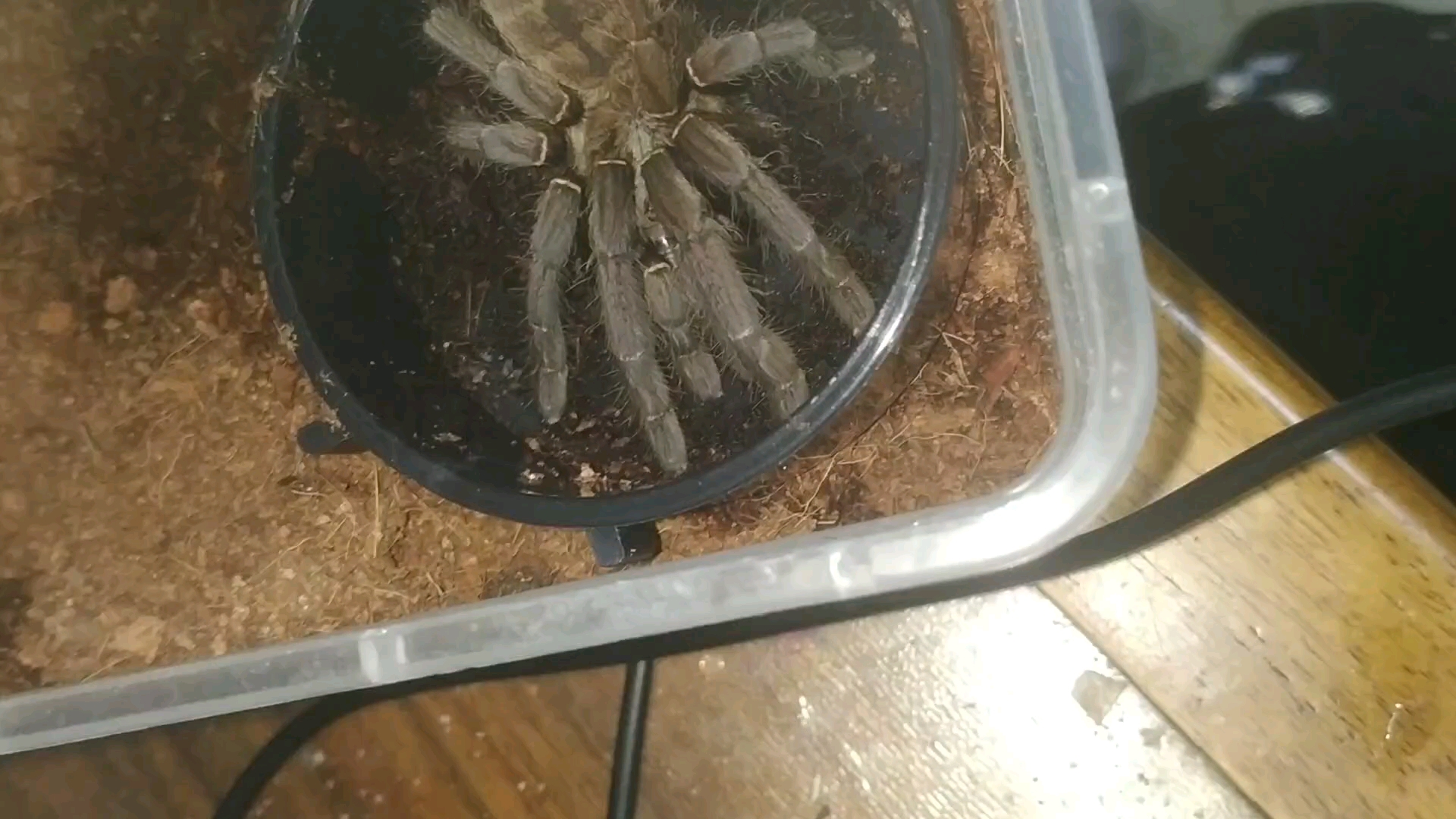 海南捕鸟蛛捕食赤蜈蚣