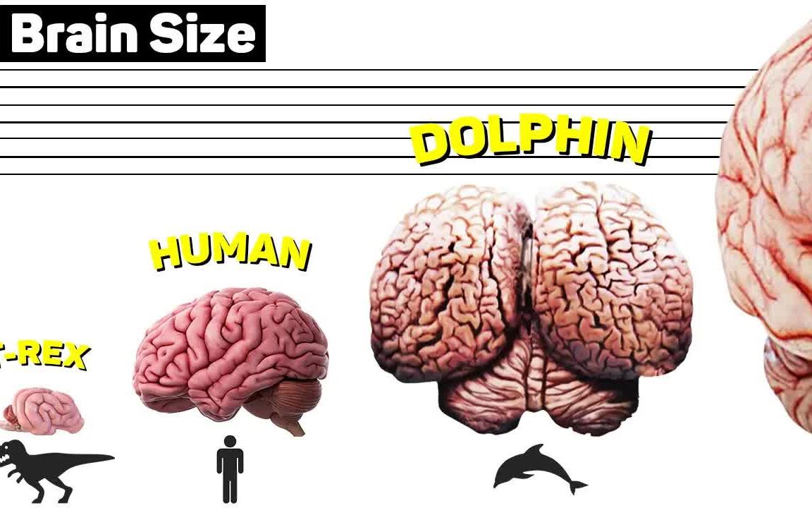 [图]大脑尺寸比较 最大的大脑