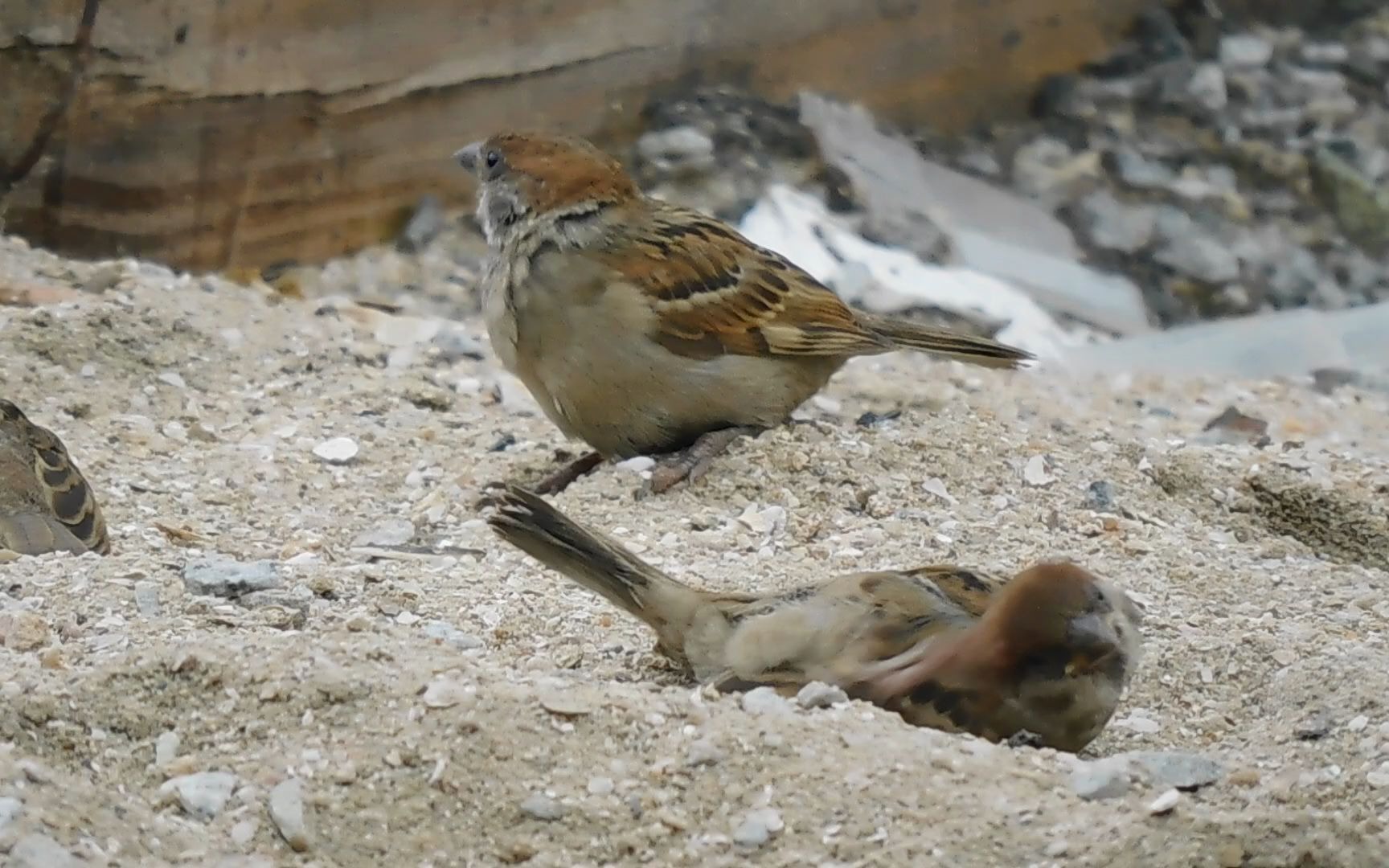 五只麻雀亚成鸟在沙浴
