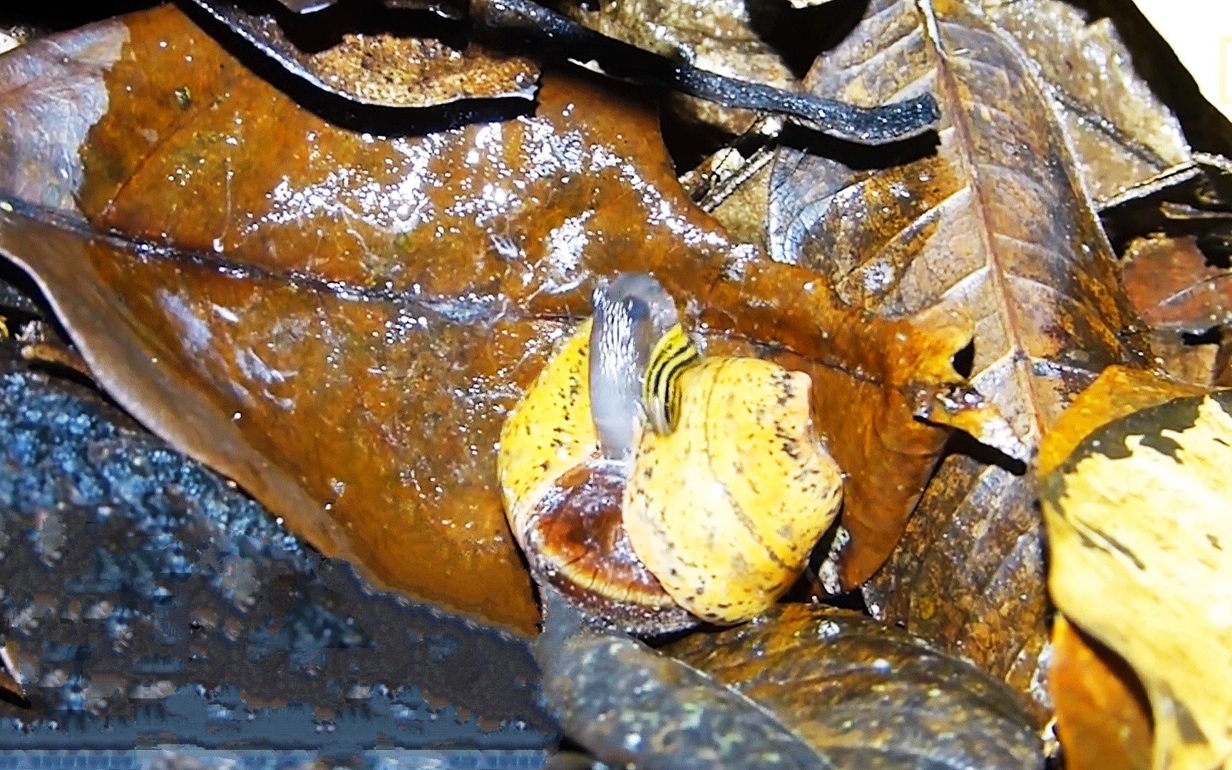 蜗牛惨遭扁虫吞噬弱小且无助最终毫无反抗