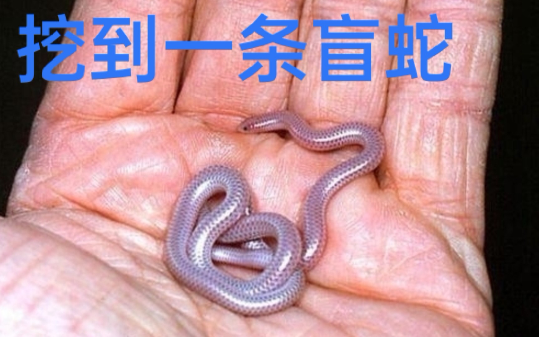 地里挖到一条钩盲蛇 - 视频下载 video downloader