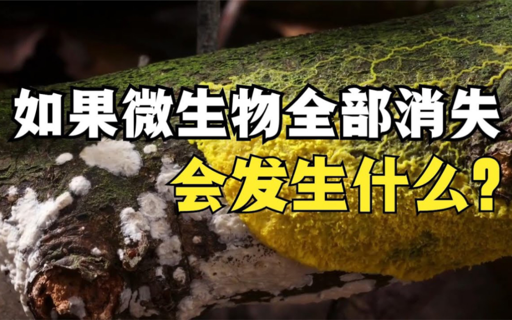 如果微生物全部消失会发生什么?