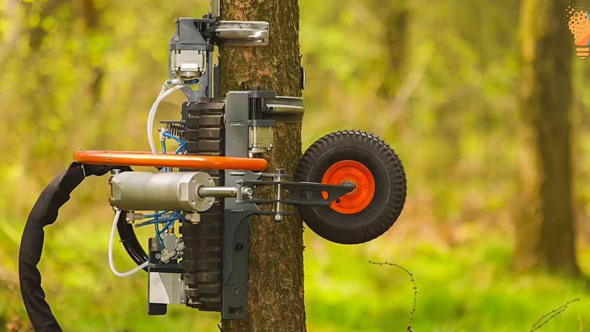 印度发明树枝修剪机,夹住大树快速向上爬升,瞬间清理多余树枝