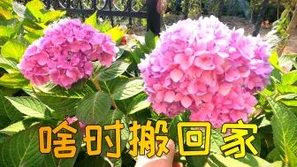 Video herunterladen: 天气越来越冷，绣球花什么时间搬回家？听听园艺绣球老手这样说