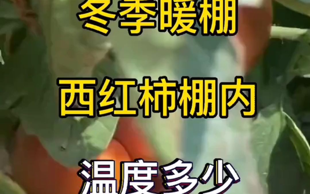 冬季大棚里种植西红柿温度保持多少度适合?大棚温度怎么控制?哔哩哔哩bilibili