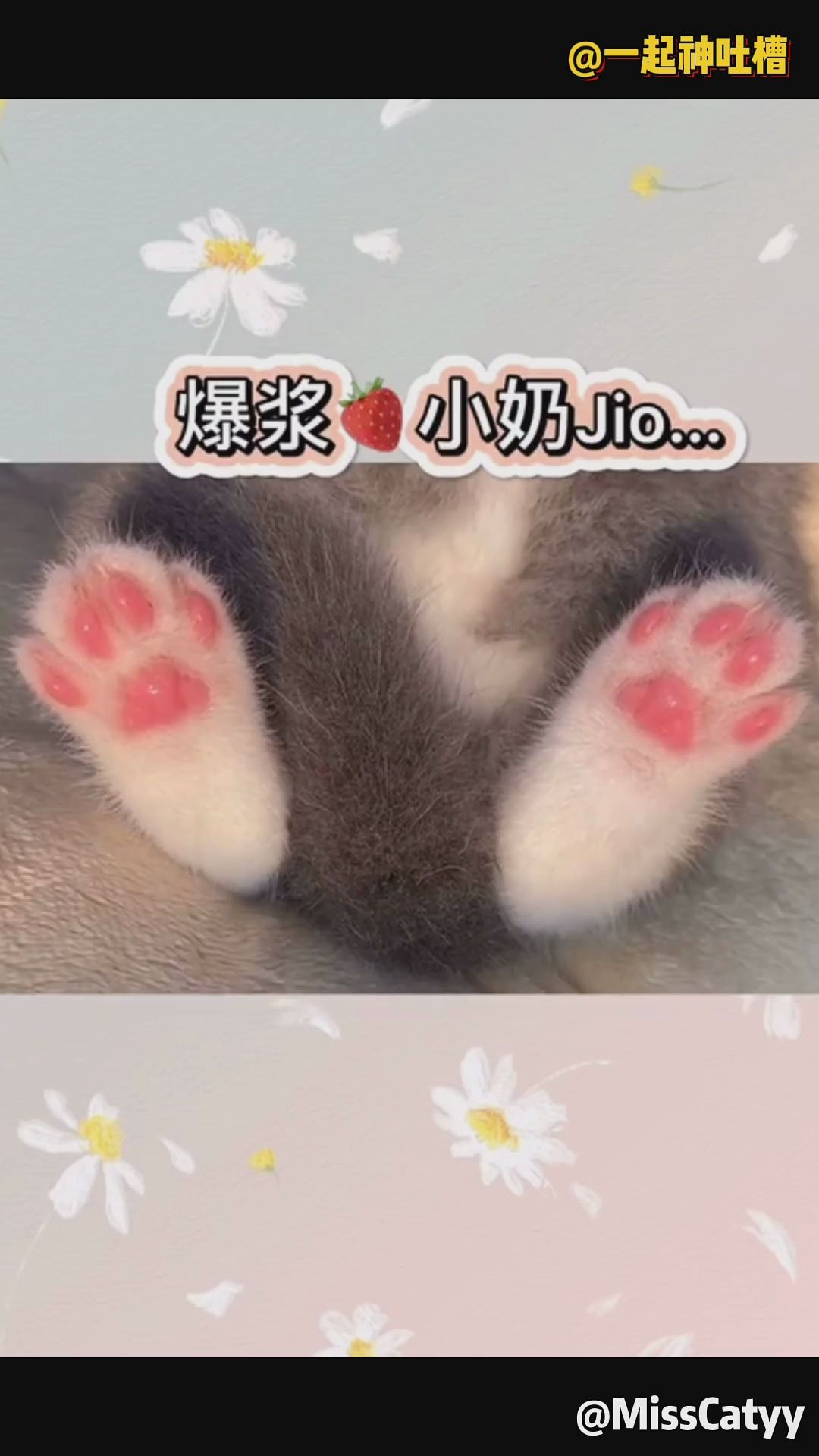 可爱猫爪大赏哔哩哔哩bilibili