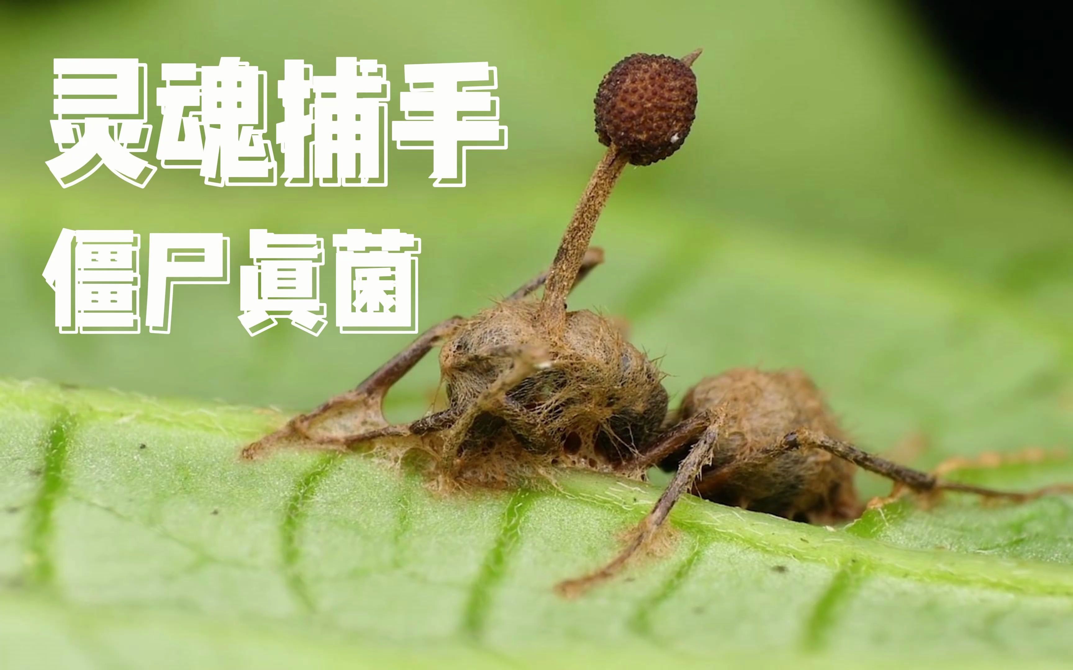 4k超高清:大脑终结者——僵尸真菌