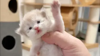 小奶猫：前几天是谁说要把我扔掉的？
