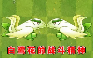 Download Video: 植物大战僵尸2：身为机长的白鹭花战机，拥有不可磨灭的精神！