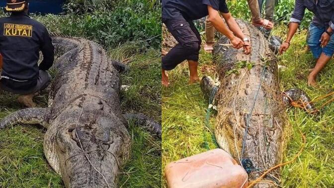 印尼巨型食人鳄被乱枪击毙