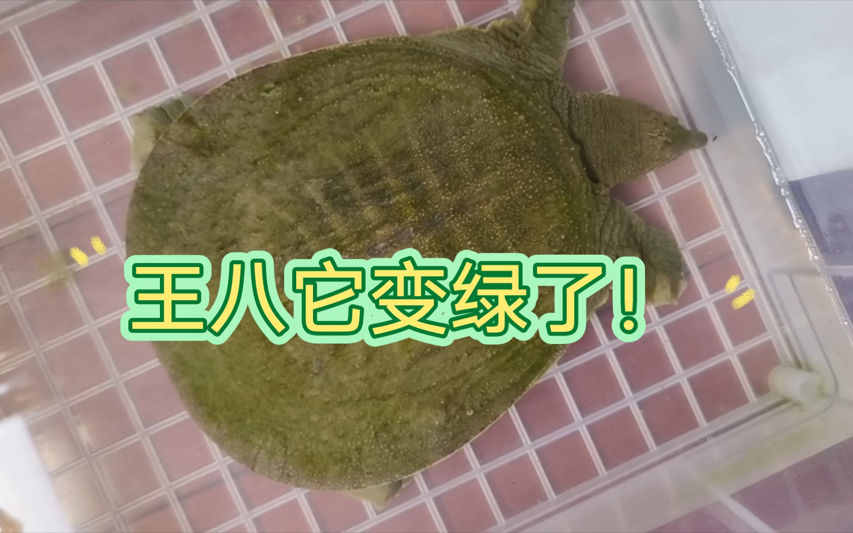 王八变绿了 字面意思