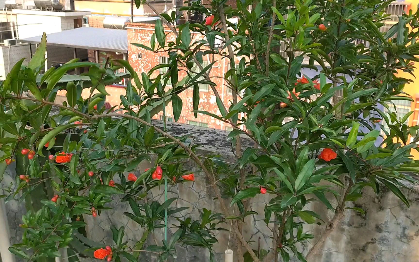 经过长期雨水后,紫玉石榴落花严重还染了炭疽病