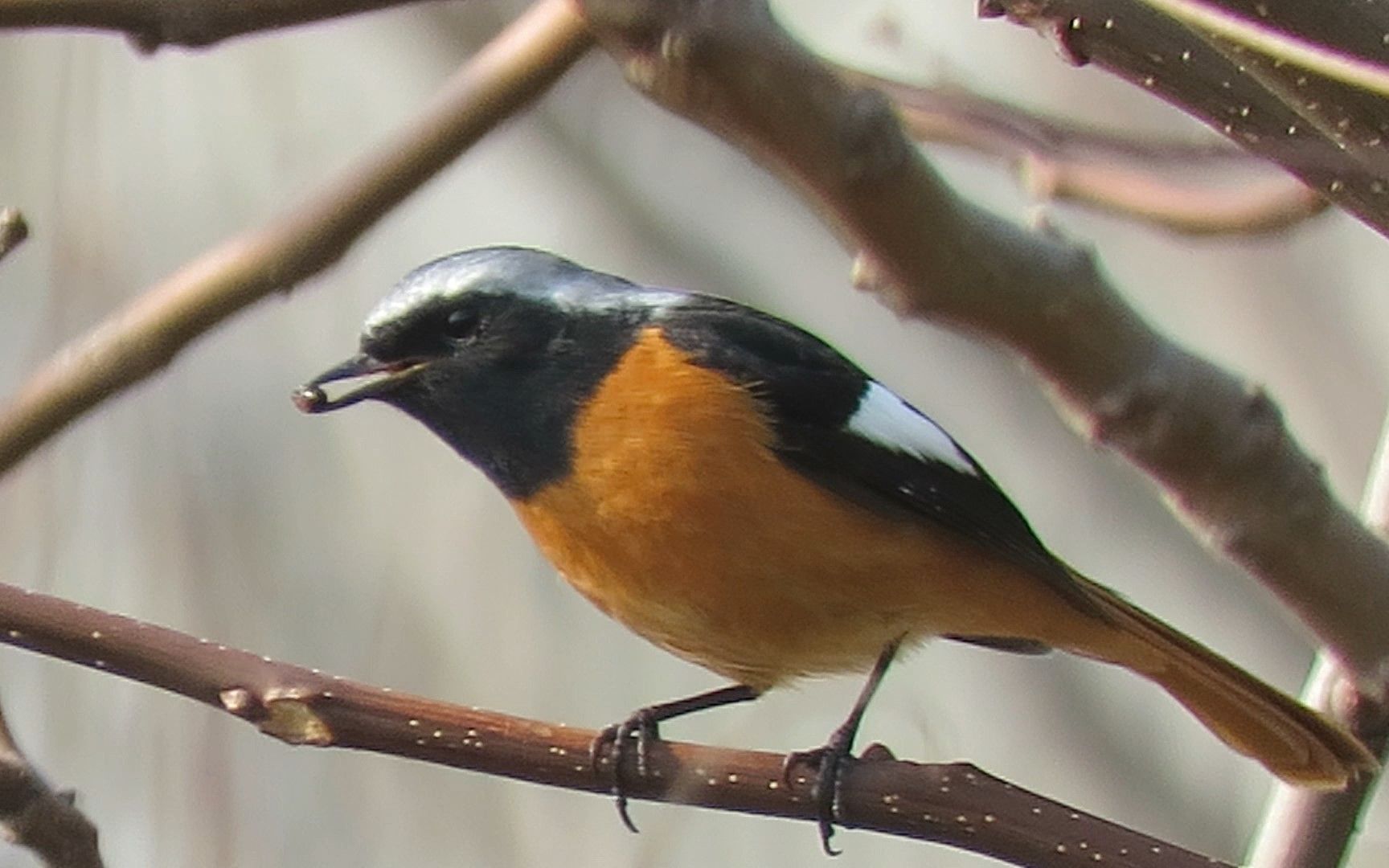 看小火燕表演魔术"吃了吐",这不比春晚相声好看?