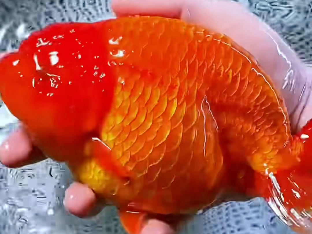 潘氏金鱼:精选纯红巨寿