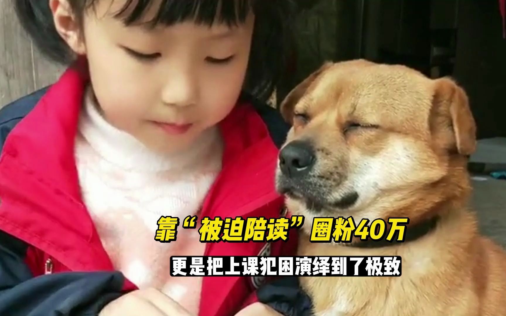 [图]田园犬毛豆，靠“被迫陪读”圈粉40万，还把上课犯困演绎到了极致