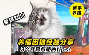 Download Video: 养缅因猫经验分享 | 3个容易忽略的tips，体温多少正常？爱咬手怎么办？