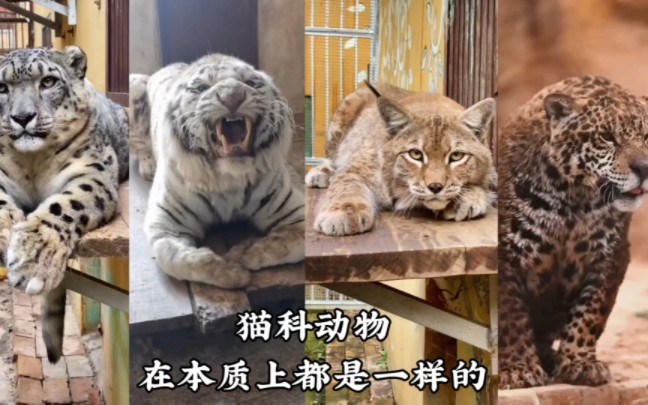 [图]猫科动物本质上都是一样的