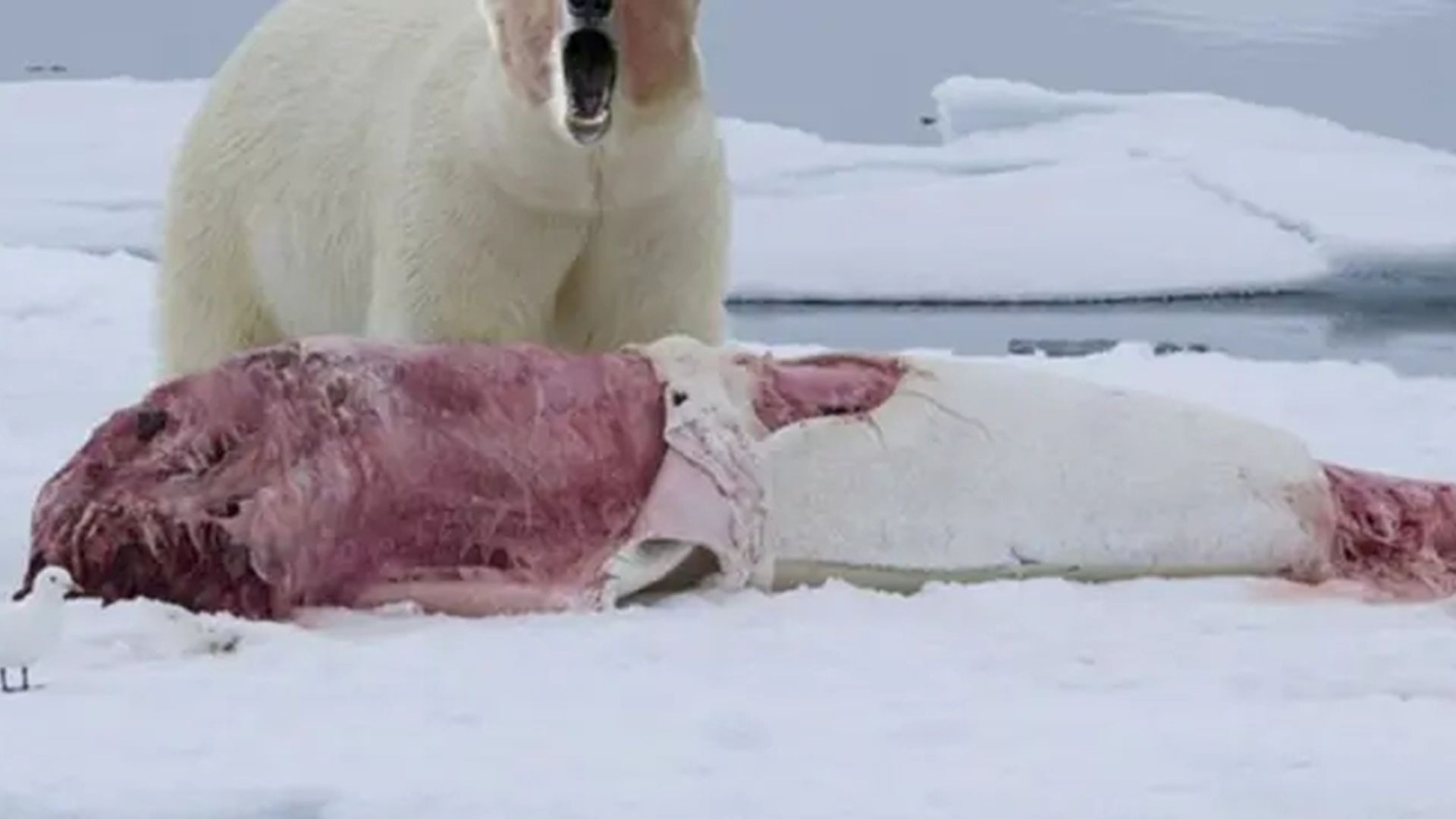 北极熊捕食1吨重白鲸,一口咬住脑袋当场去世,场面令人震惊