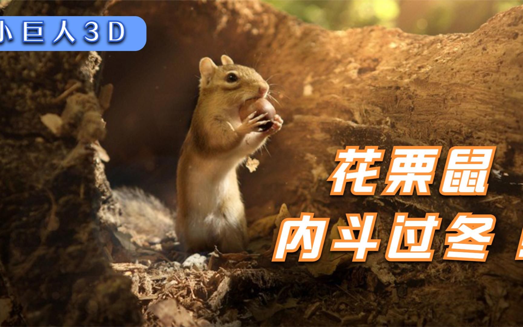 9.3分纪录片,看花栗鼠如何在内斗中平安过冬!