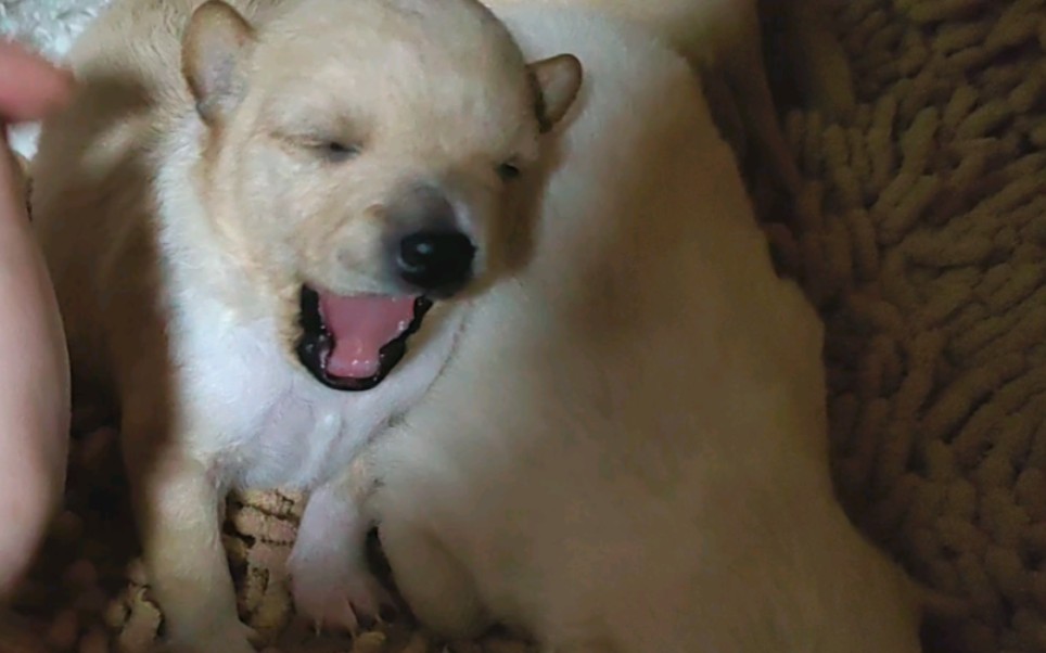 刚刚睁眼睛的小狗崽子们,太可爱了,救命!