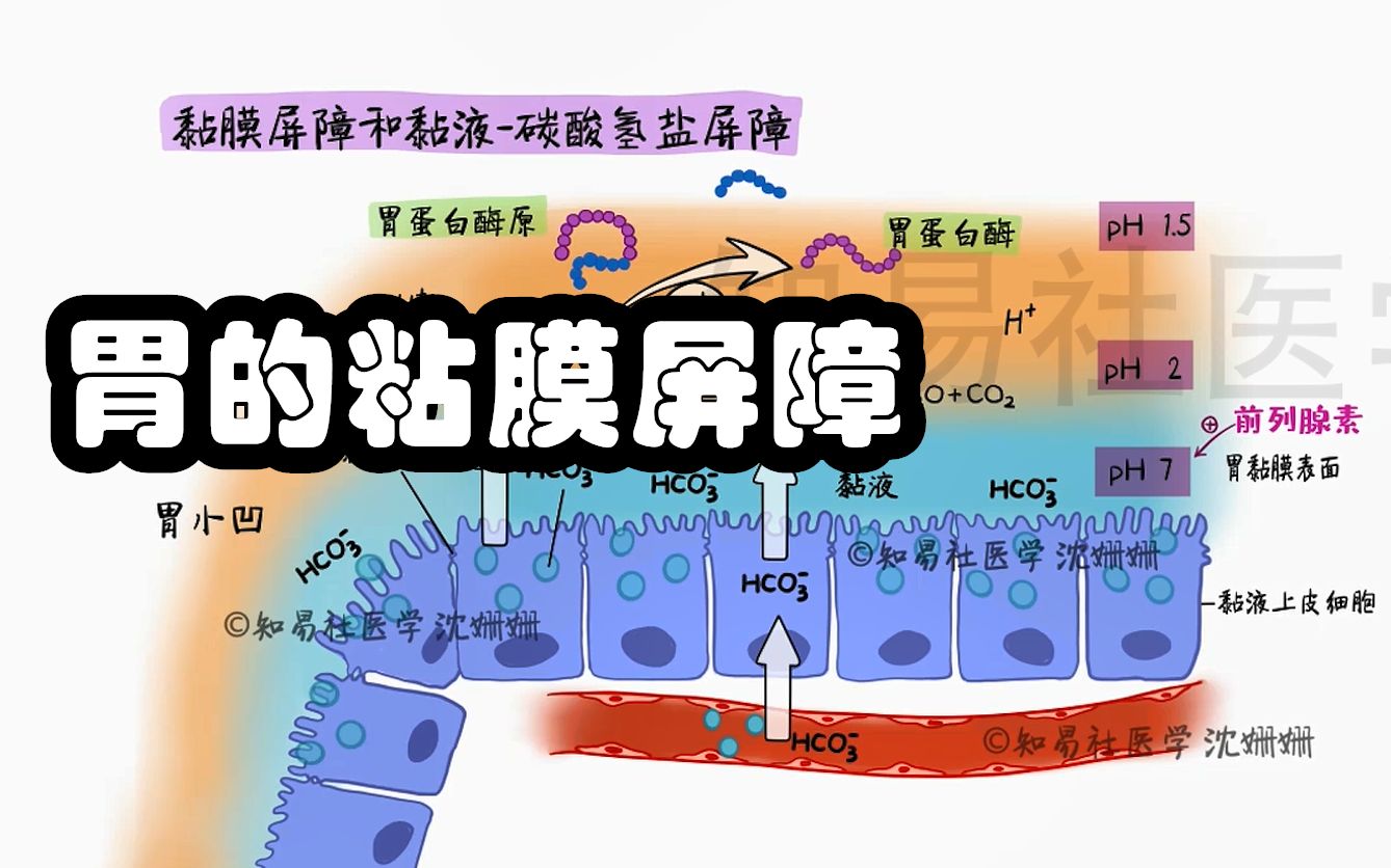 生理学带背 5分钟掌握 胃的粘膜屏障和粘液碳酸氢盐屏障哔哩哔哩bilibili