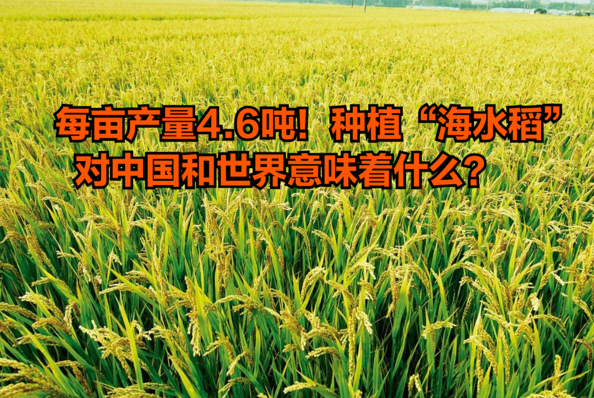 每亩产量4.6吨!种植“海水稻”,对中国和世界意味着什么?哔哩哔哩bilibili