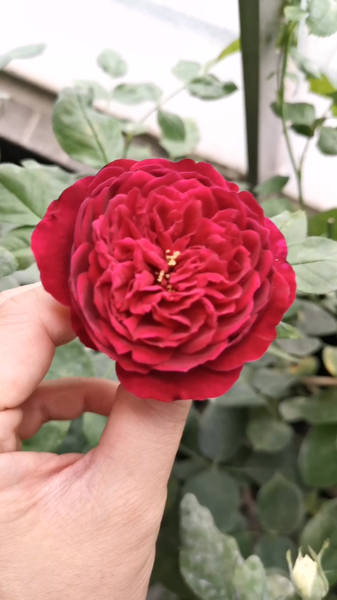 黒伍德月季颜色比视频看到的更深香味浓