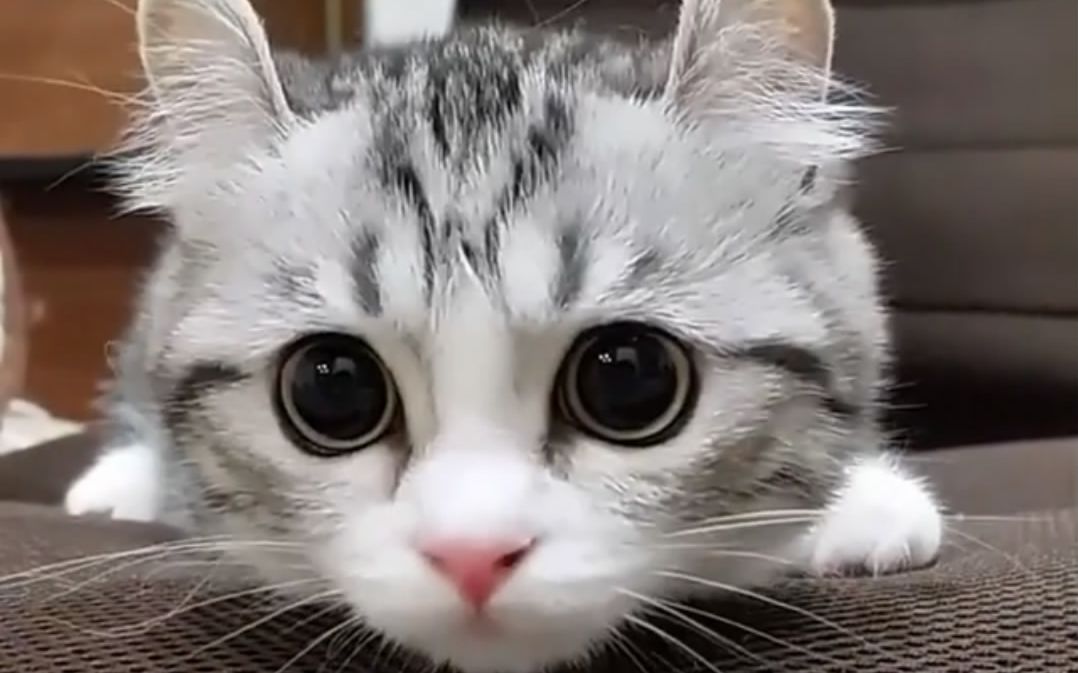 大眼睛猫壁纸图片