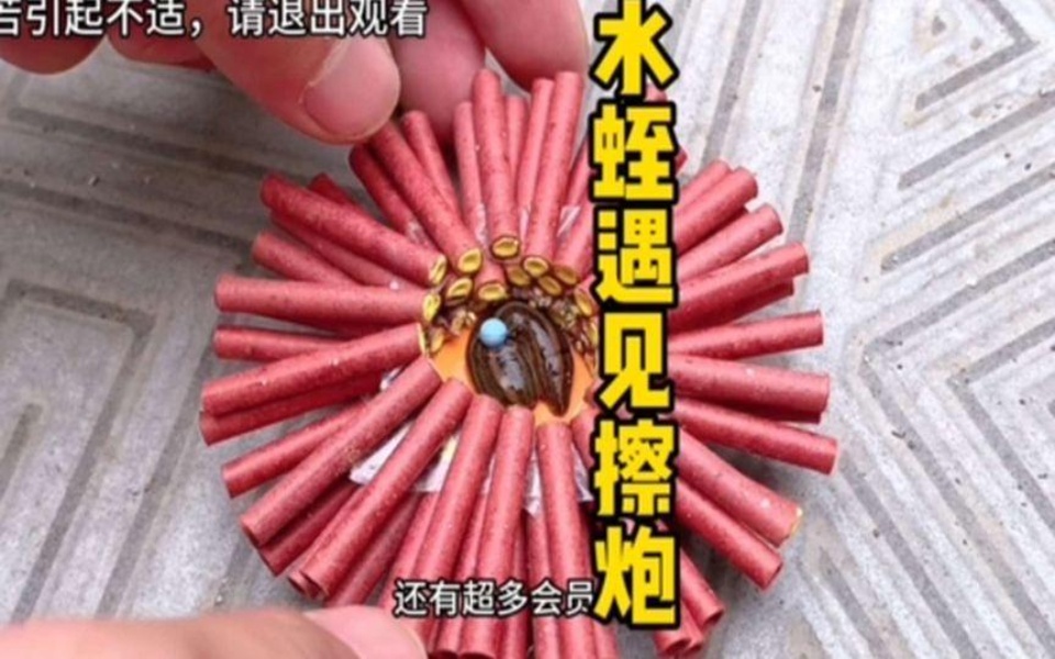 100根擦炮看你还牛不牛水蛭趣味实验擦炮