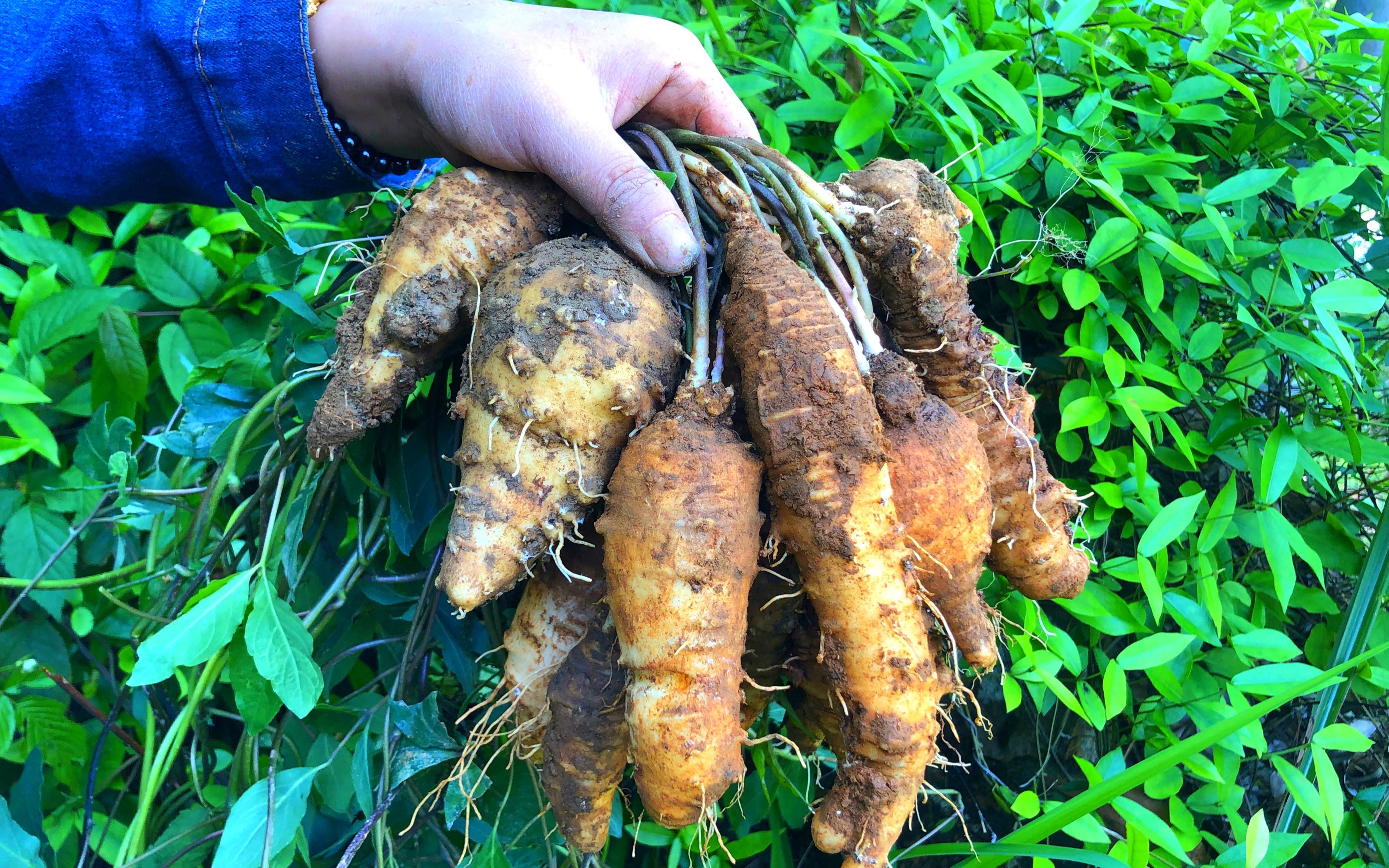 四叶参的功效与作用(四叶参的功效与作用,全面解析)