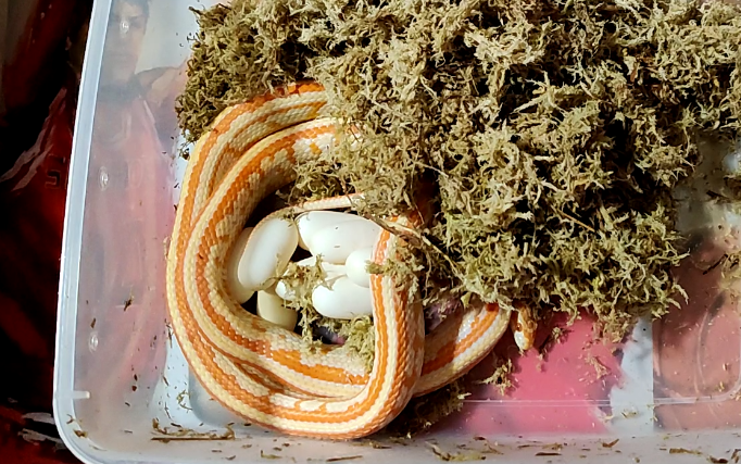 玉米蛇二月二龙抬头我捡小龙蛋2021年的第一窝蛋来啦