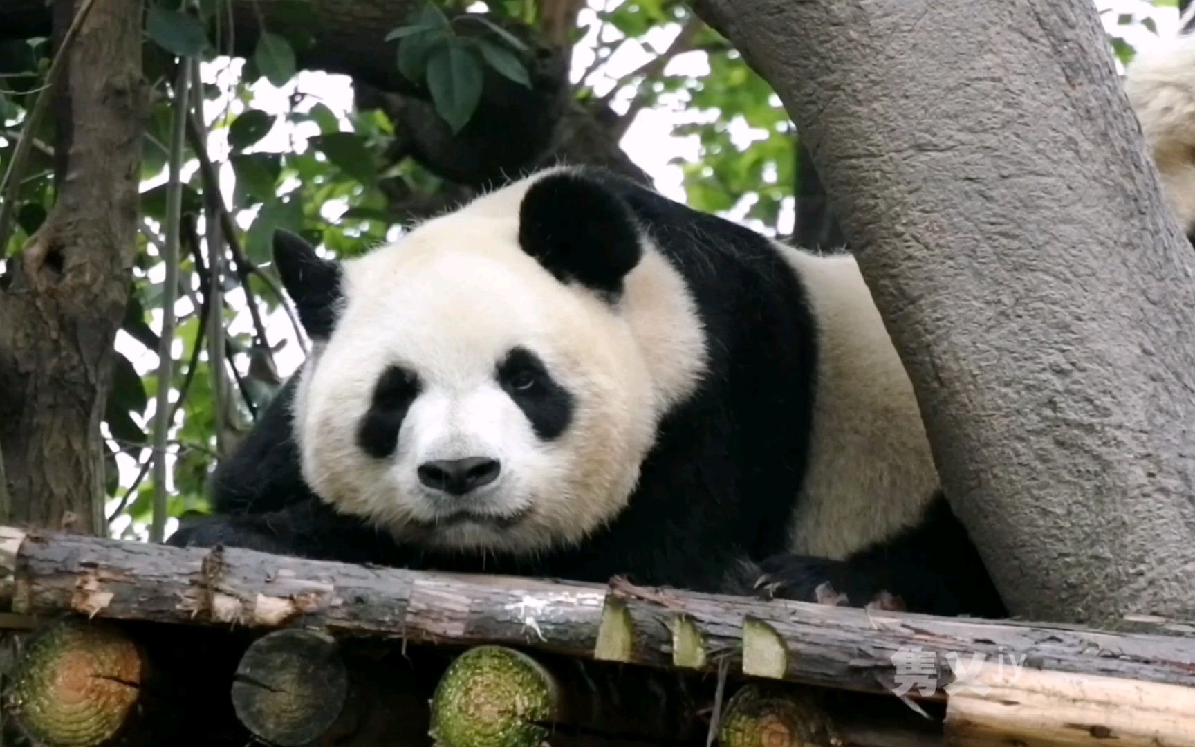 熊猫芝芝图片