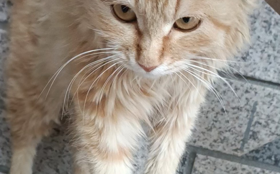 自挂东南枝