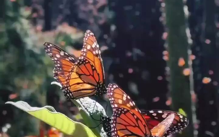 [图]蝴蝶：飞啊飞！