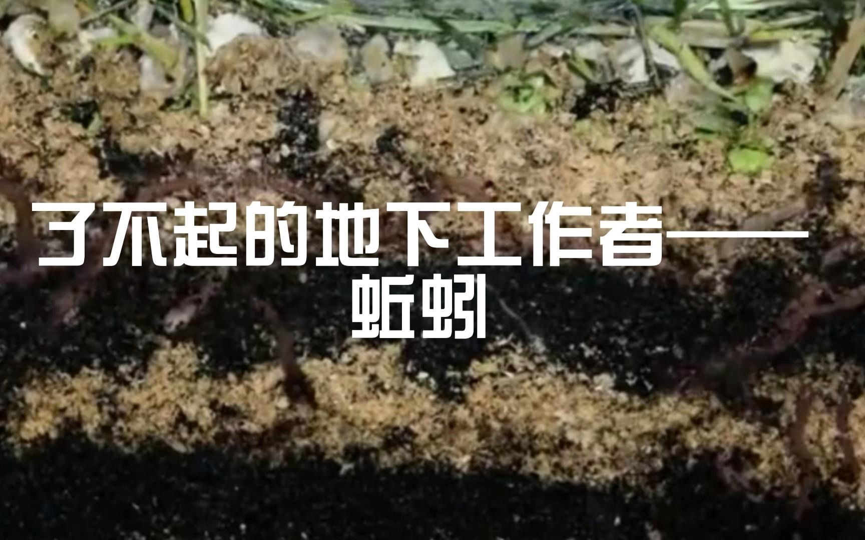 了不起的地下工作者——蚯蚓