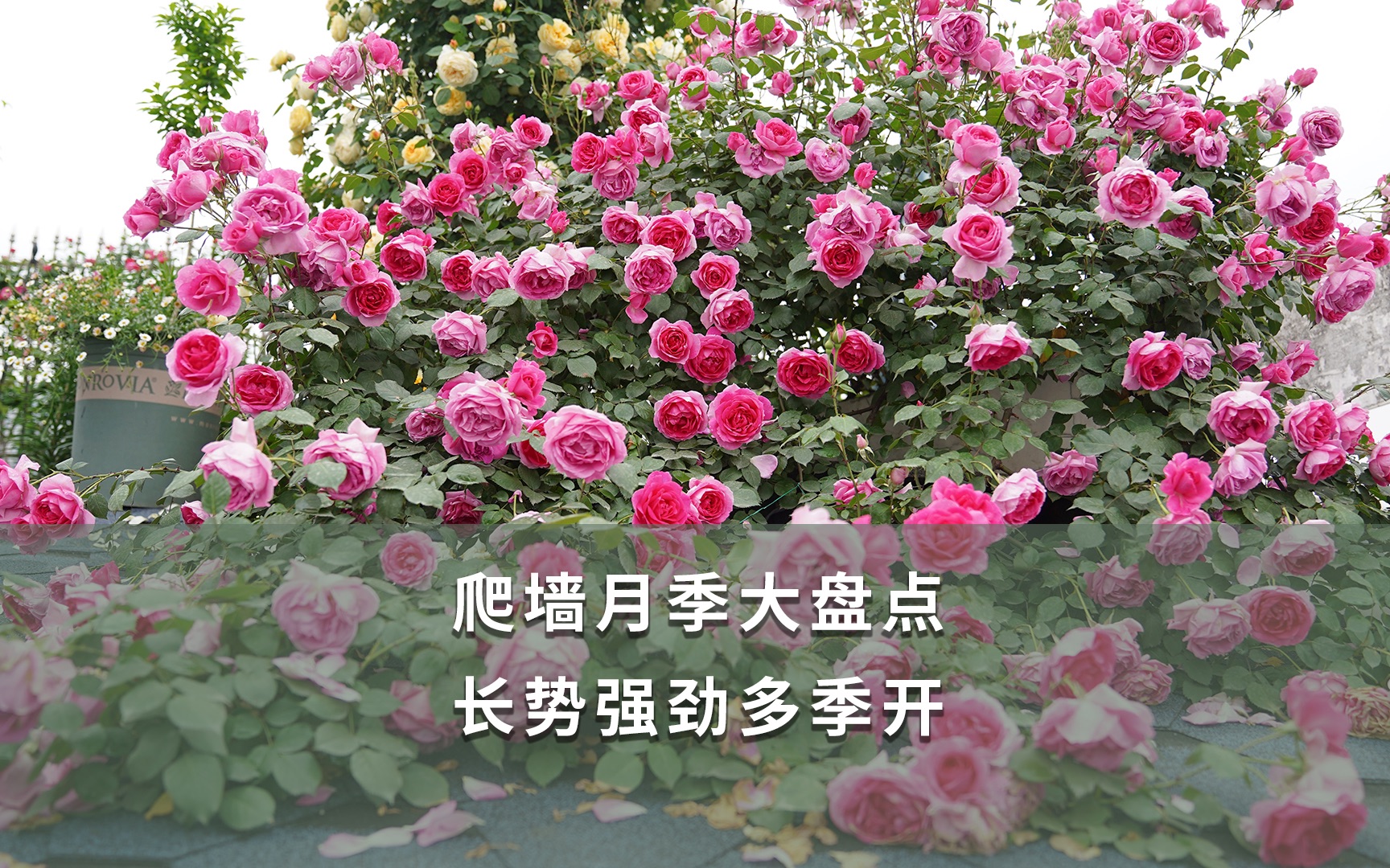 【海妈植物推荐】爬墙月季大盘点 长势强劲多季开_哔哩哔哩_bilibili