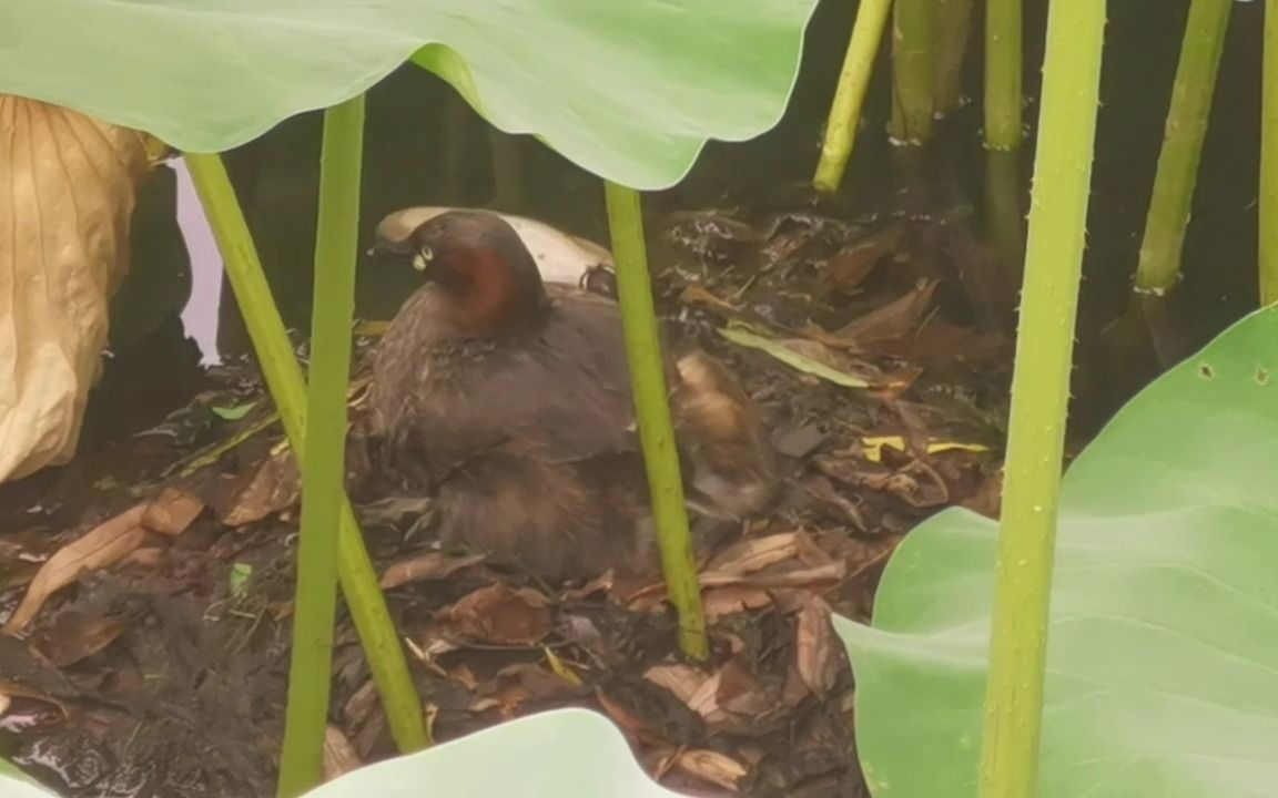 [图]今天见到了雄鸟忙着潜水捕猎