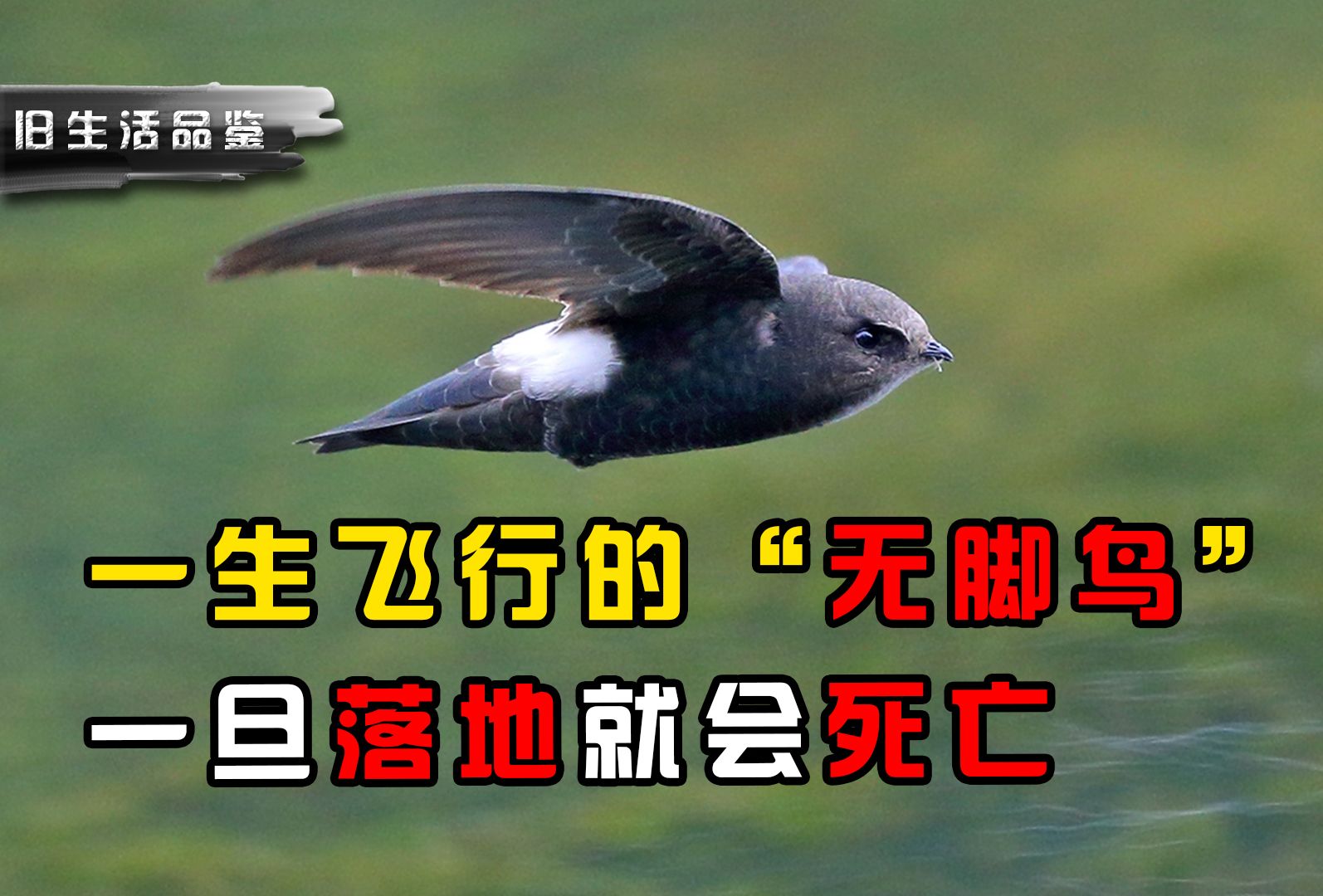 一生飞行的"无脚鸟",吃喝拉撒全在天上,落地就会死亡