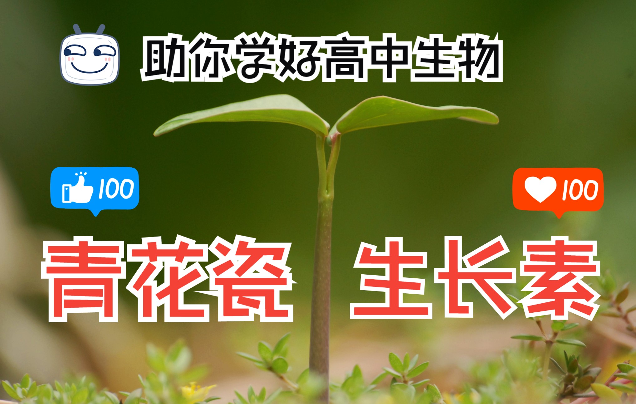 [图]【高中生物】歌曲：生长素-改编自《青花瓷》