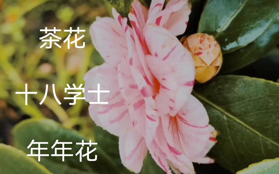 [图]这个春天茶花十八学士花开真心颜值高，年年花开年年在