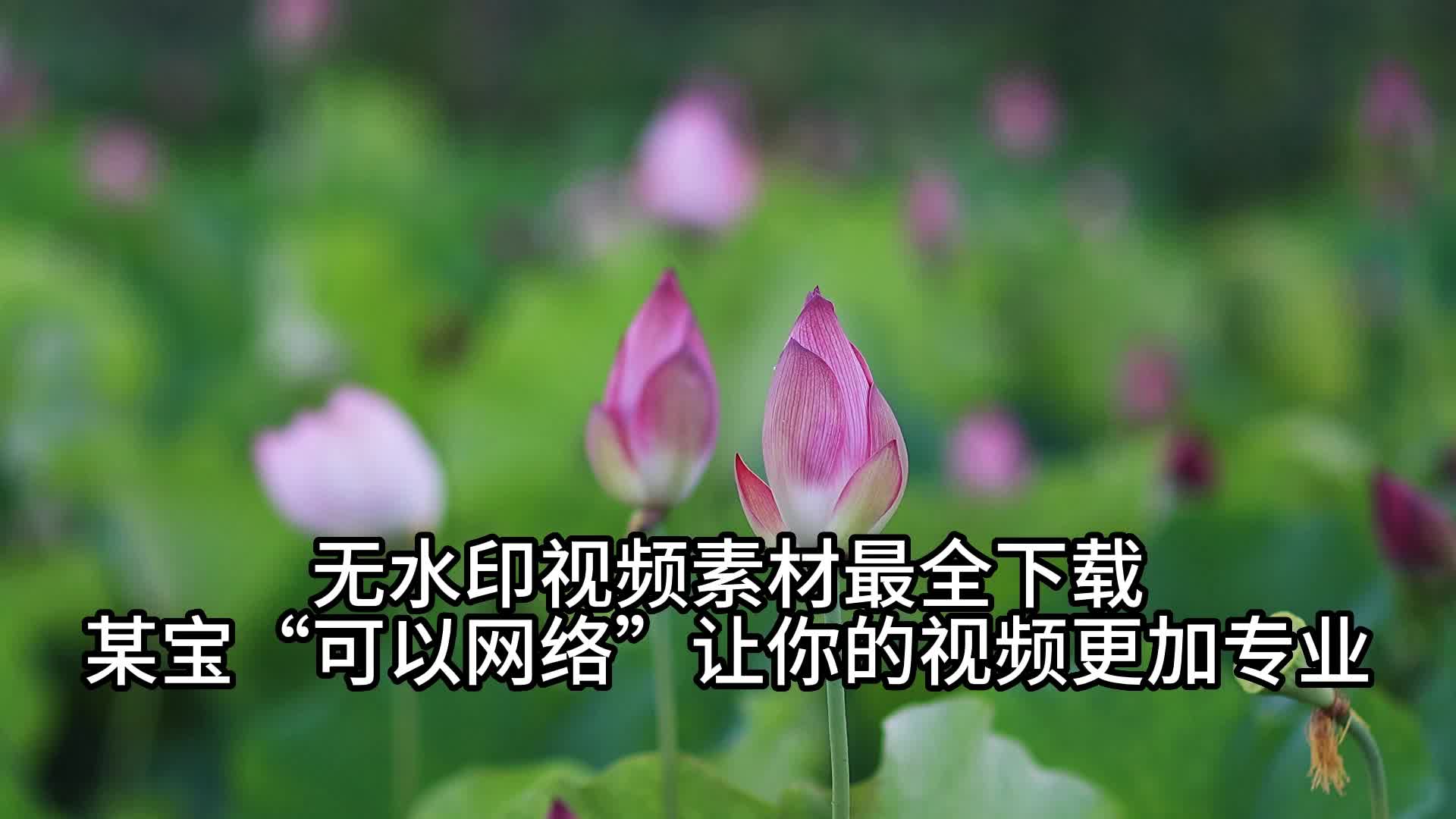 无水印视频素材最全下载,某宝“可以网络”,让你的视频更加专业哔哩哔哩bilibili