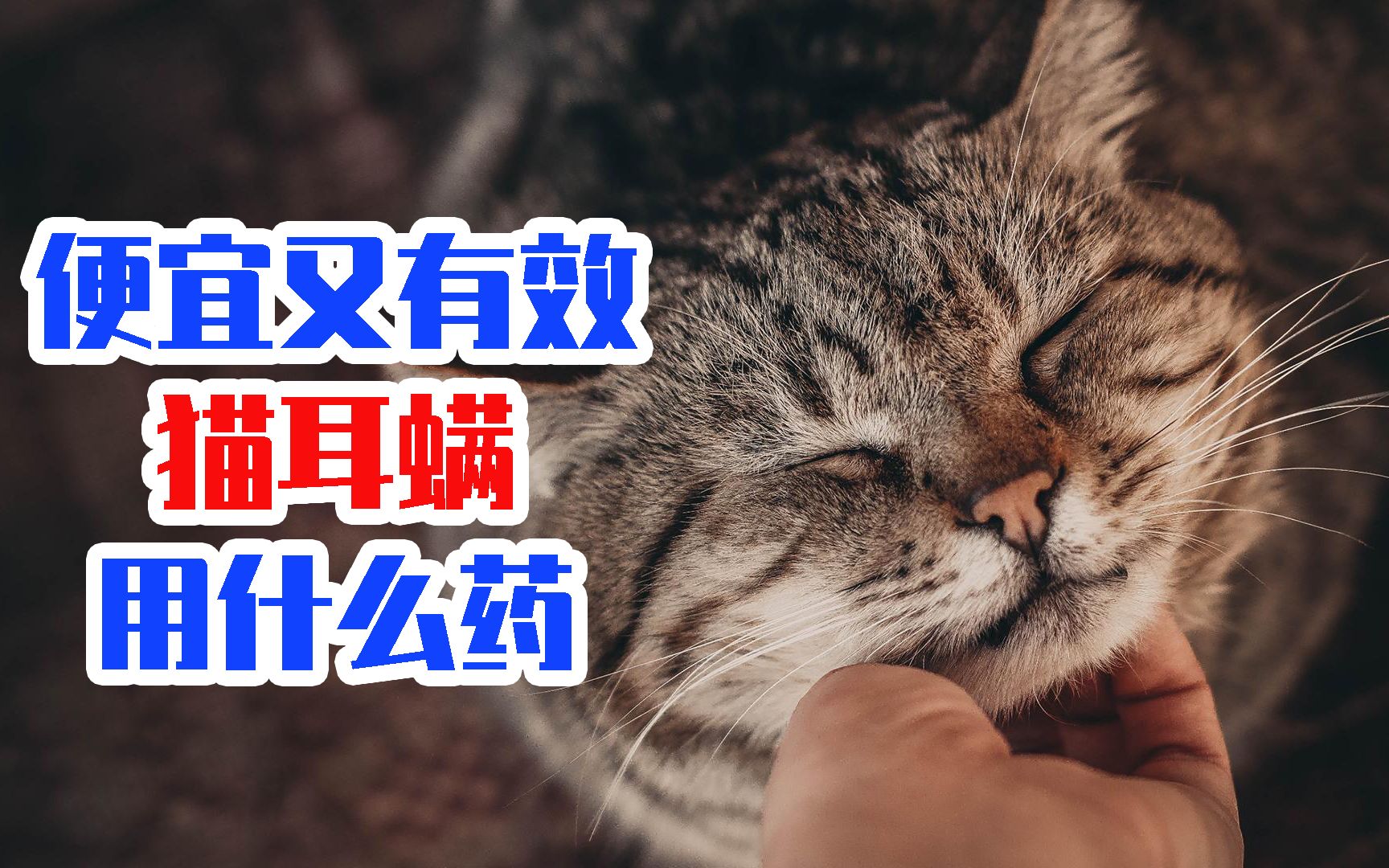 便宜又有效猫耳螨用什么药哔哩哔哩bilibili