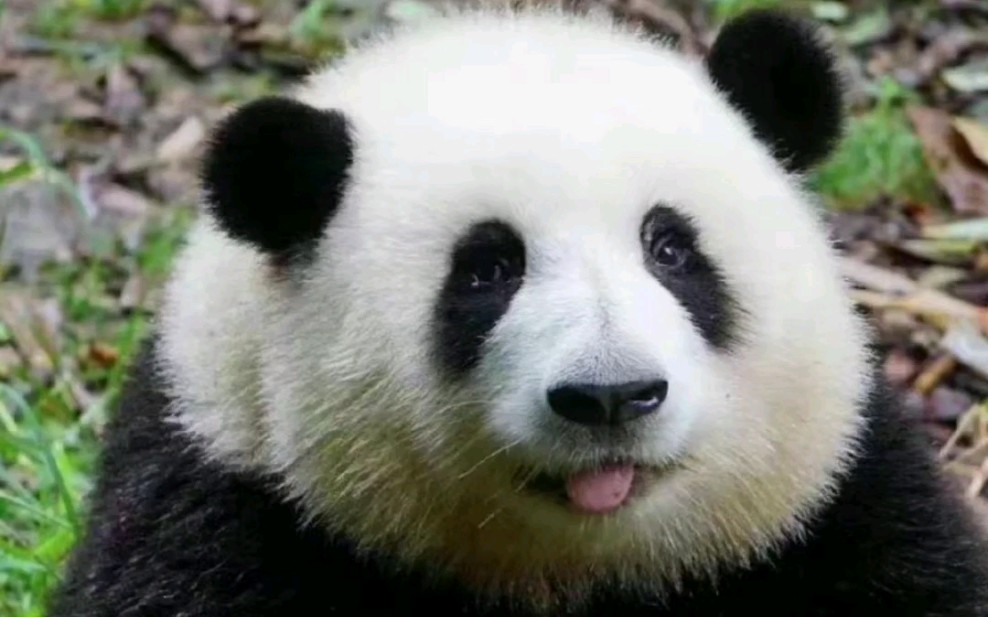 谁能拒绝一只圆头圆脑圆肚皮的小熊猫呢