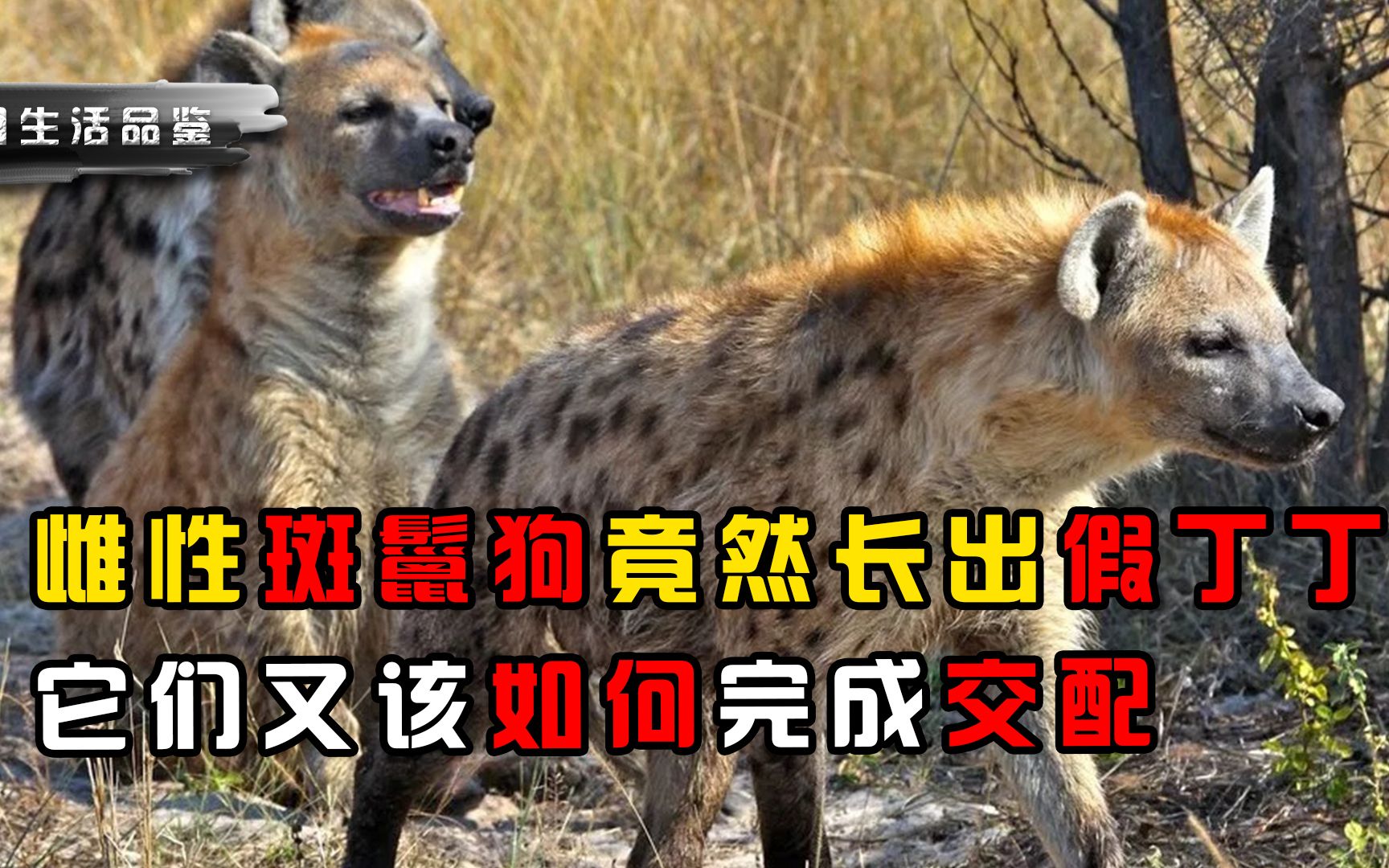 雌性斑鬣狗长出假丁丁,它们该如何分辨雌雄,又是怎样繁育后代的