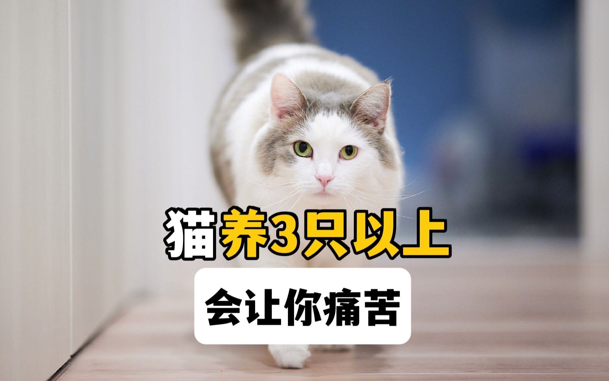 猫不能养太多,3只以上,会让你痛苦哔哩哔哩bilibili